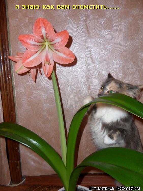 Котоматрица: я знаю как вам отомстить.....