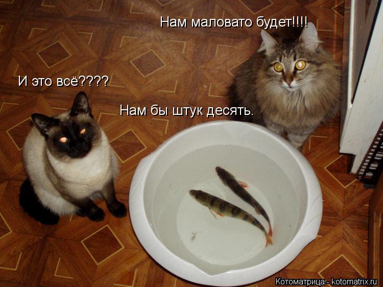 Котоматрица: И это всё???? Нам маловато будет!!!! Нам бы штук десять.