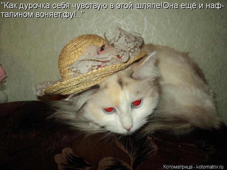 Котоматрица: "Как дурочка себя чувствую в этой шляпе!Она ещё и наф- талином воняет,фу!.."