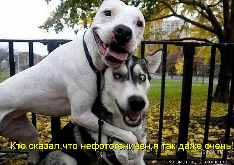 Кто сказал,что нефотогеничен,я так даже очень!... Котоматрица: Кто сказал,что нефотогеничен,я так даже очень!
