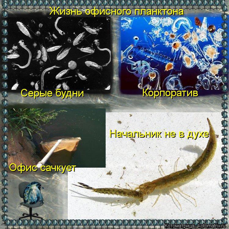 Жизнь офисного планктона Серые будни Корпоратив Офис сачкует Начальник не в духе... Котоматрица: Жизнь офисного планктона Серые будни Корпоратив Офис сачкует Начальник не в духе