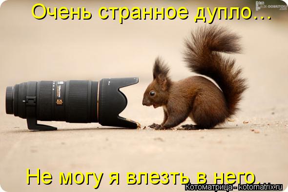 Очень странное дупло… Не могу я влезть в него.... Котоматрица: Очень странное дупло… Не могу я влезть в него.