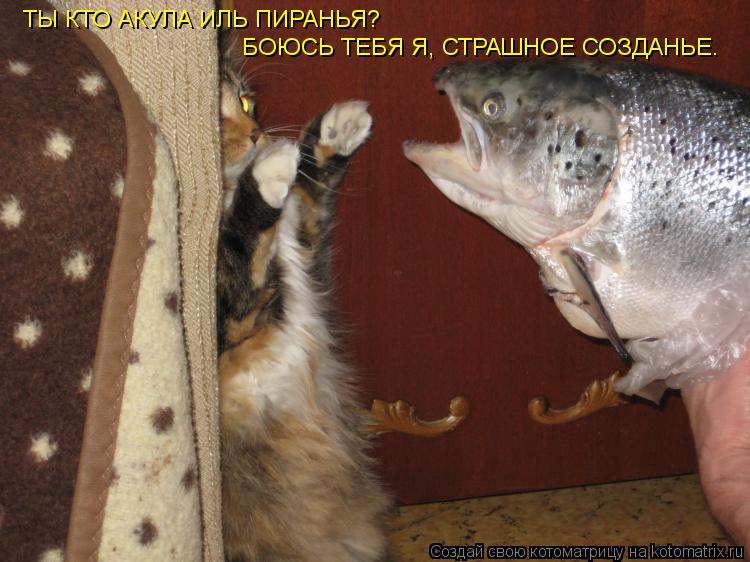 ТЫ КТО АКУЛА ИЛЬ ПИРАНЬЯ? БОЮСЬ ТЕБЯ Я, СТРАШНОЕ СОЗДАНЬЕ.... Котоматрица: ТЫ КТО АКУЛА ИЛЬ ПИРАНЬЯ? БОЮСЬ ТЕБЯ Я, СТРАШНОЕ СОЗДАНЬЕ.
