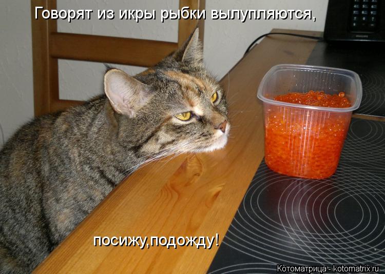 Говорят из икры рыбки вылупляются, посижу,подожду!... Котоматрица: Говорят из икры рыбки вылупляются, посижу,подожду!