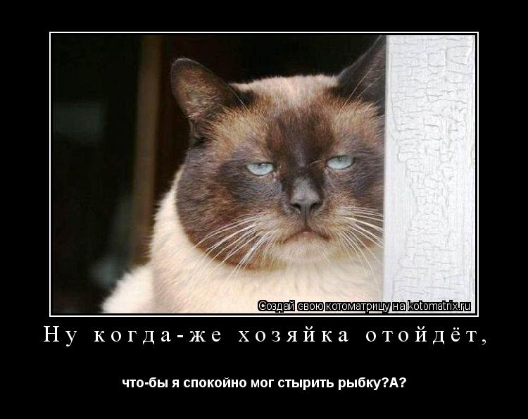 Ну когда-же хозяйка отойдёт, что-бы я спокойно мог стырить рыбку?А?... Котоматрица: Ну когда-же хозяйка отойдёт, что-бы я спокойно мог стырить рыбку?А?