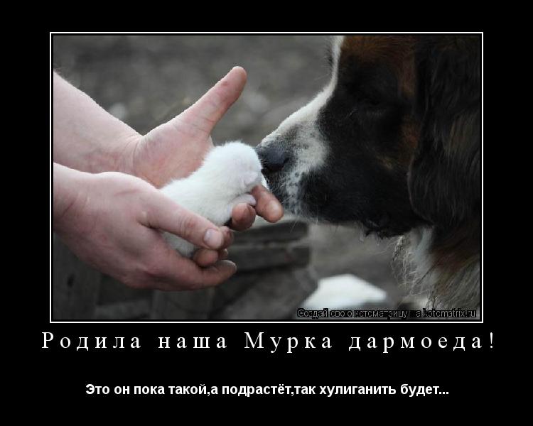 Родила наша Мурка дармоеда! Это он пока такой,а подрастёт,так хулиганить будет...... Котоматрица: Родила наша Мурка дармоеда! Это он пока такой,а подрастёт,так хулиганить будет...
