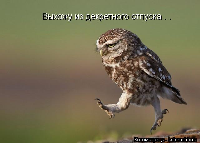 Выхожу из декретного отпуска....... Котоматрица: Выхожу из декретного отпуска....