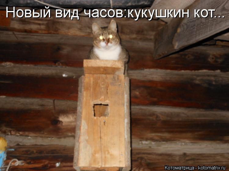 Новый вид часов:кукушкин кот...... Котоматрица: Новый вид часов:кукушкин кот...