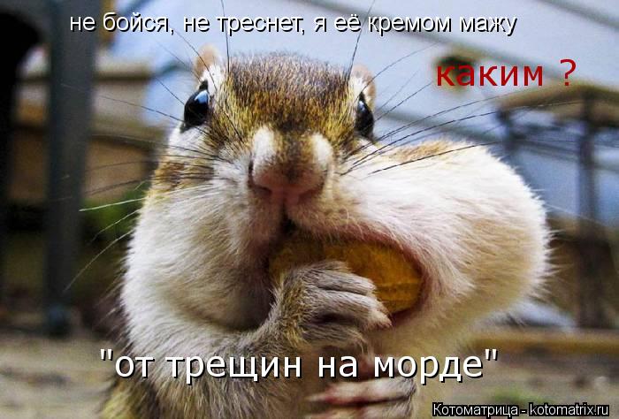 не бойся, не треснет, я её кремом мажу каким ? "от трещин на морде"... Котоматрица: не бойся, не треснет, я её кремом мажу каким ? "от трещин на морде"