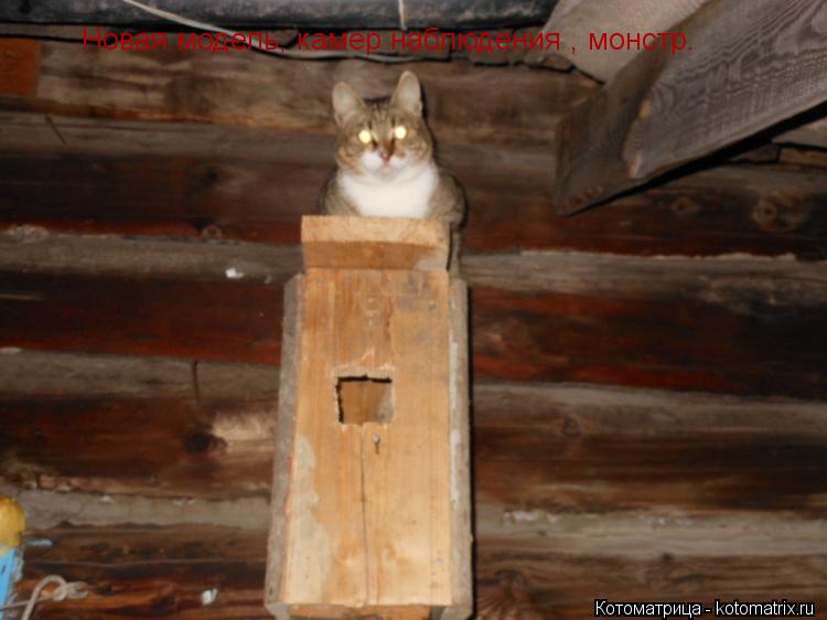 Новая модель, камер наблюдения , монстр.... Котоматрица: Новая модель, камер наблюдения , монстр.