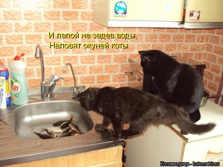 И лапой не задев воды, Наловят окуней коты... Котоматрица: И лапой не задев воды, Наловят окуней коты