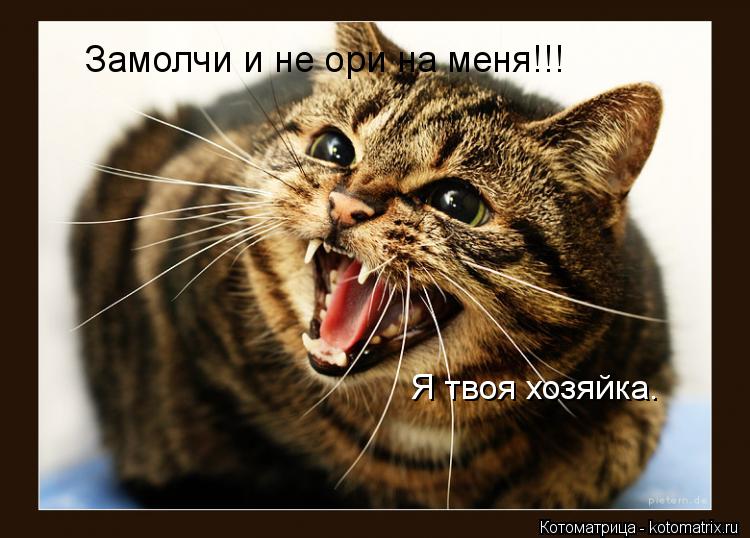 Замолчи и не ори на меня!!! Я твоя хозяйка.... Котоматрица: Замолчи и не ори на меня!!! Я твоя хозяйка.