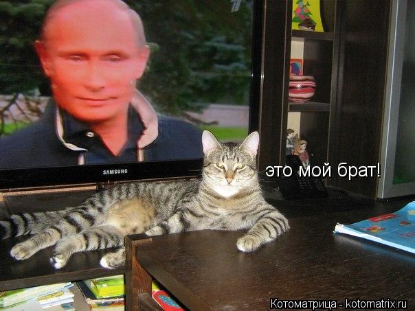 это мой брат!... Котоматрица: это мой брат!