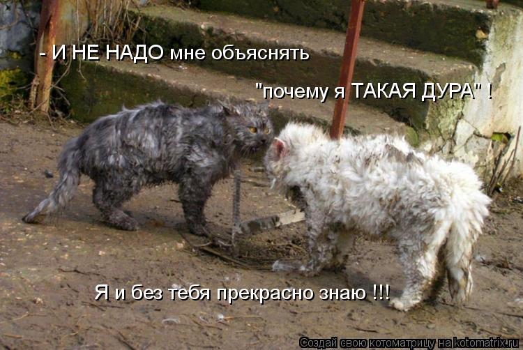 Я и без тебя прекрасно знаю !!! "почему я ТАКАЯ ДУРА" ! - И НЕ НАДО мне объяснять... Котоматрица: Я и без тебя прекрасно знаю !!! "почему я ТАКАЯ ДУРА" ! - И НЕ НАДО мне объяснять
