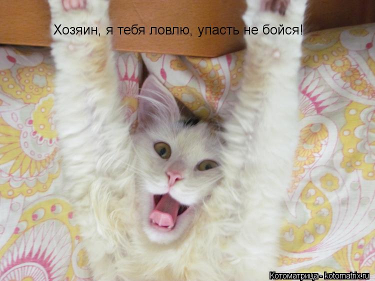 Хозяин, я тебя ловлю, упасть не бойся!... Котоматрица: Хозяин, я тебя ловлю, упасть не бойся!