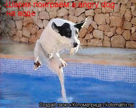 -Шарик поиграем в angry dog на воде... Котоматрица: -Шарик поиграем в angry dog на воде