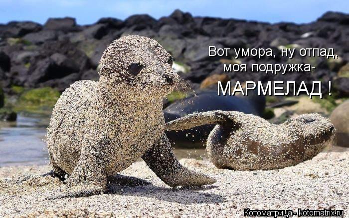 Вот умора, ну отпад, моя подружка- МАРМЕЛАД !... Котоматрица: Вот умора, ну отпад, моя подружка- МАРМЕЛАД !