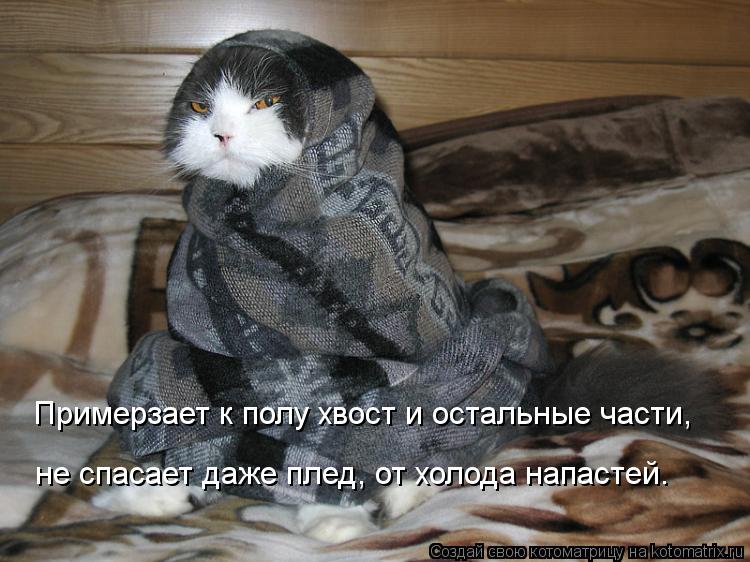 Примерзает к полу хвост и остальные части, не спасает даже плед, от холода напастей.... Котоматрица: Примерзает к полу хвост и остальные части, не спасает даже плед, от холода напастей.