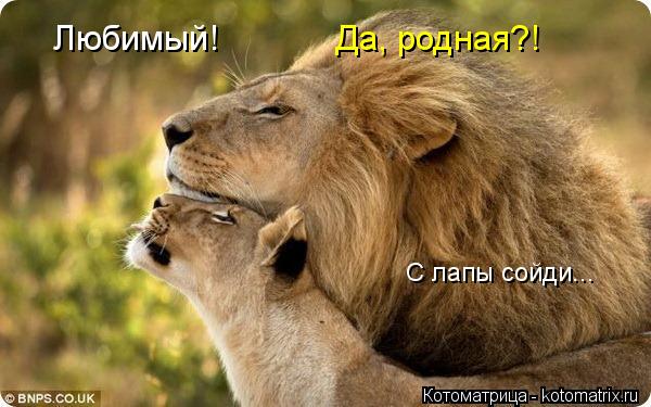Да, родная?! С лапы сойди... Любимый!... Котоматрица: Да, родная?! С лапы сойди... Любимый!