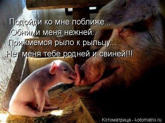 Подойди ко мне поближе... Обними меня нежней.. Прижмемся рыло к рыльцу... Нет меня тебе родней и свин... Котоматрица: Подойди ко мне поближе... Обними меня нежней.. Прижмемся рыло к рыльцу... Нет меня тебе родней и свиней!!!