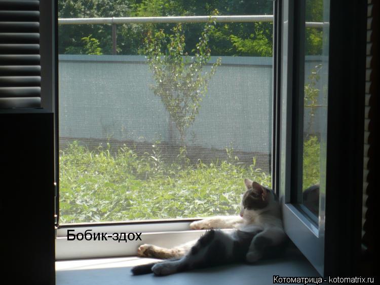 Бобик-здох... Котоматрица: Бобик-здох