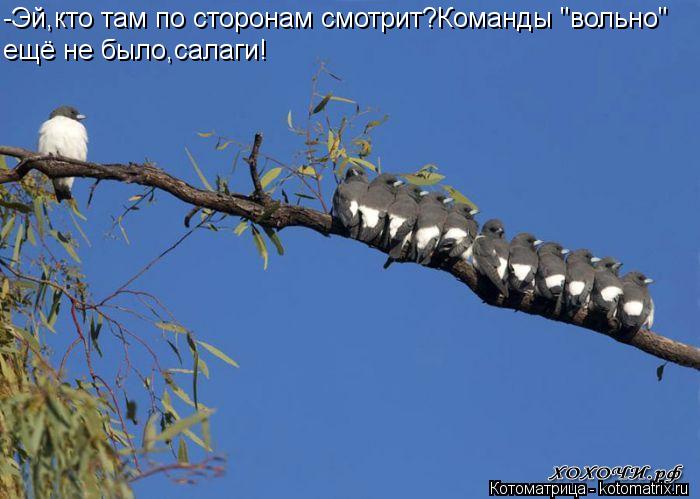 -Эй,кто там по сторонам смотрит?Команды "вольно" ещё не было,салаги!... Котоматрица: -Эй,кто там по сторонам смотрит?Команды "вольно" ещё не было,салаги!