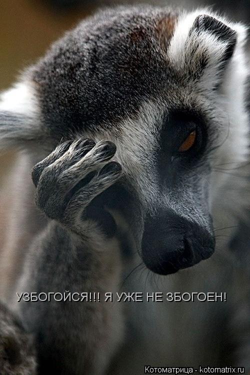 УЗБОГОЙСЯ!!! Я УЖЕ НЕ ЗБОГОЕН!... Котоматрица: УЗБОГОЙСЯ!!! Я УЖЕ НЕ ЗБОГОЕН!