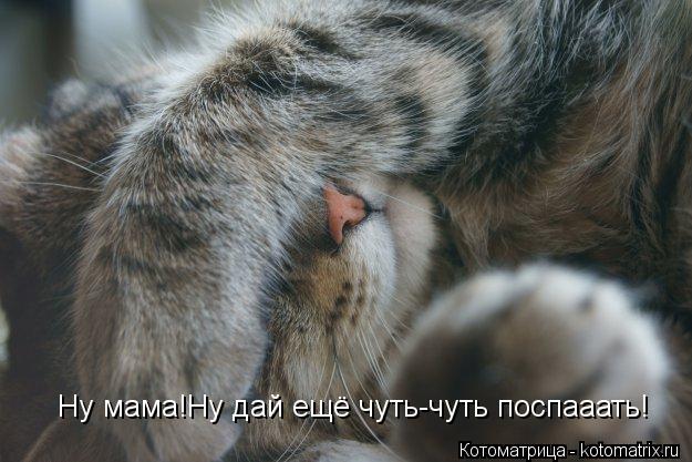 Ну мама!Ну дай ещё чуть-чуть поспааать!... Котоматрица: Ну мама!Ну дай ещё чуть-чуть поспааать!