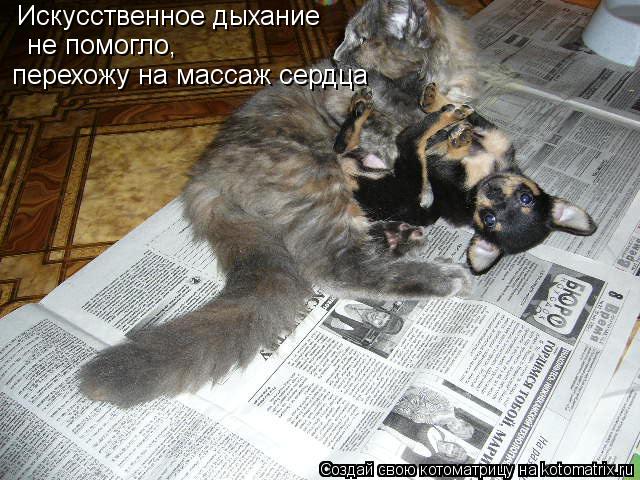 Искусственное дыхание не помогло, перехожу на массаж сердца... Котоматрица: Искусственное дыхание не помогло, перехожу на массаж сердца