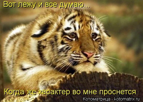 Вот лежу и все думаю... Когда же характер во мне проснется... Котоматрица: Вот лежу и все думаю... Когда же характер во мне проснется