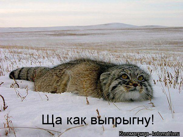 Ща как выпрыгну!... Котоматрица: Ща как выпрыгну!