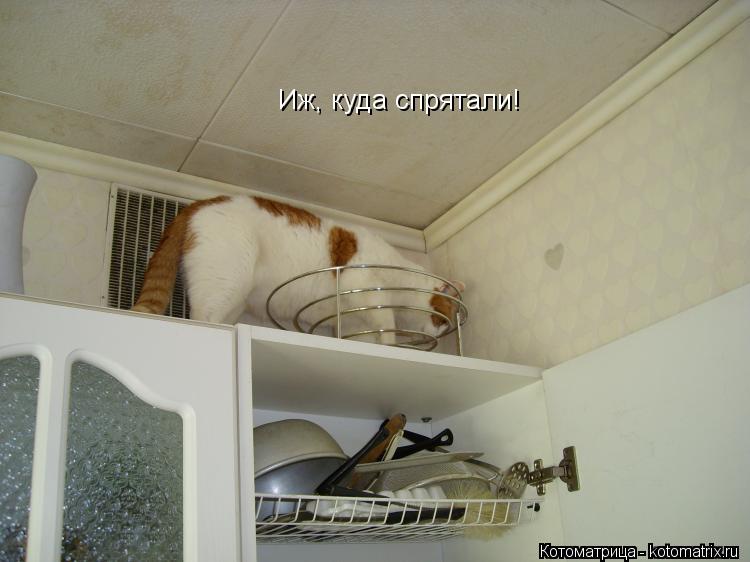 Иж, куда спрятали!... Котоматрица: Иж, куда спрятали!