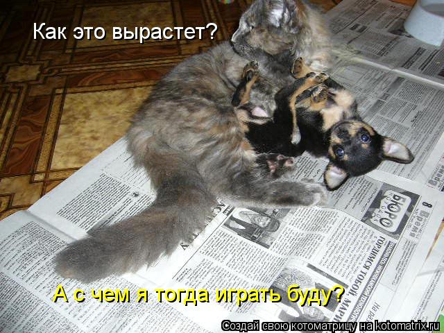 Как это вырастет? А с чем я тогда играть буду?... Котоматрица: Как это вырастет? А с чем я тогда играть буду?