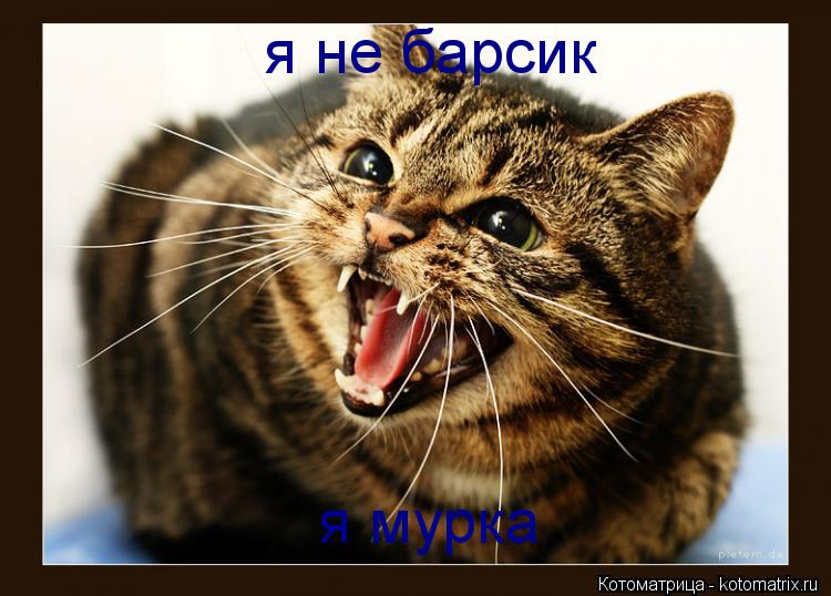я не барсик я мурка... Котоматрица: я не барсик я мурка