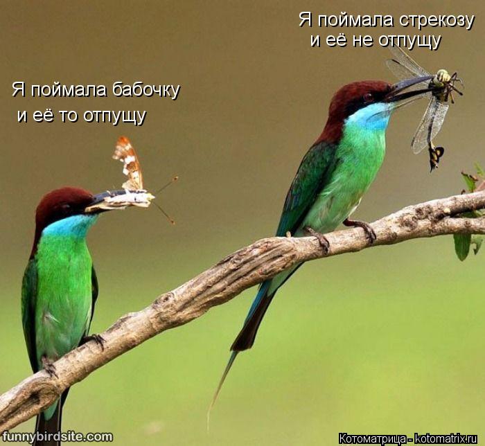 Я поймала бабочку и её то отпущу Я поймала стрекозу и её не отпущу... Котоматрица: Я поймала бабочку и её то отпущу Я поймала стрекозу и её не отпущу