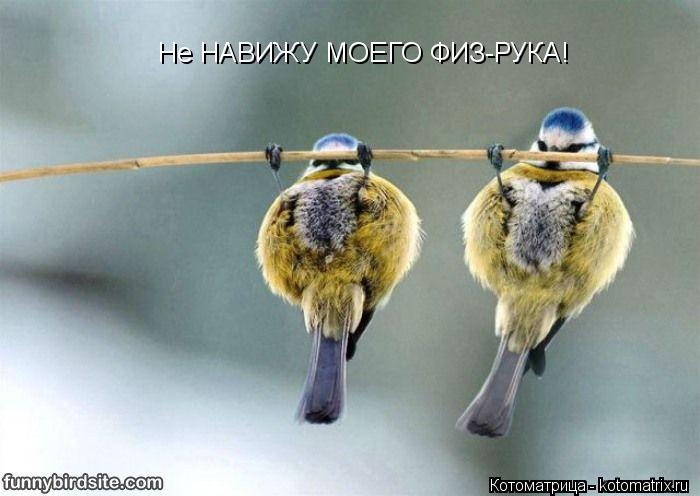 Не НАВИЖУ МОЕГО ФИЗ-РУКА!... Котоматрица: Не НАВИЖУ МОЕГО ФИЗ-РУКА!