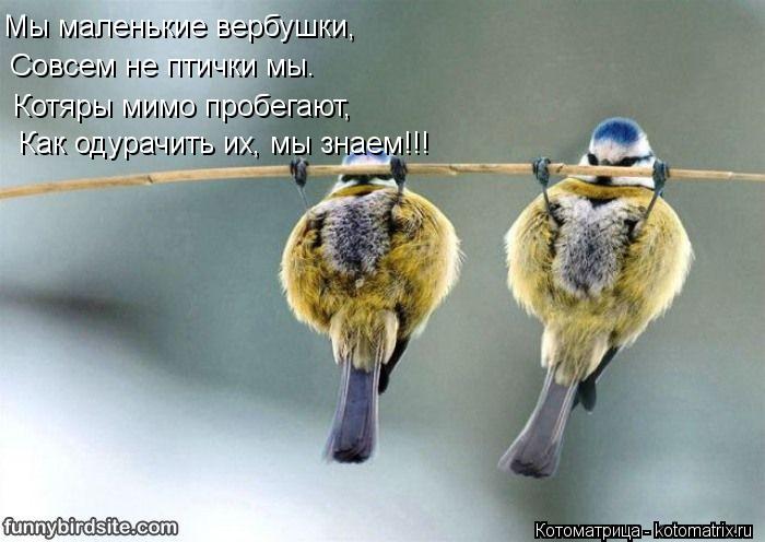 Мы маленькие вербушки, Совсем не птички мы. Котяры мимо пробегают, Как одурачить их, мы знаем!!!... Котоматрица: Мы маленькие вербушки, Совсем не птички мы. Котяры мимо пробегают, Как одурачить их, мы знаем!!!