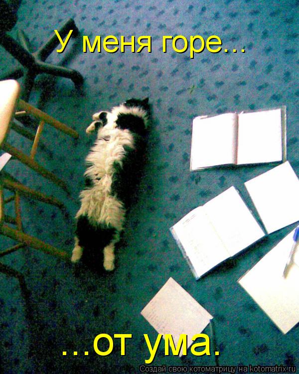 У меня горе... ...от ума.... Котоматрица: У меня горе... ...от ума.