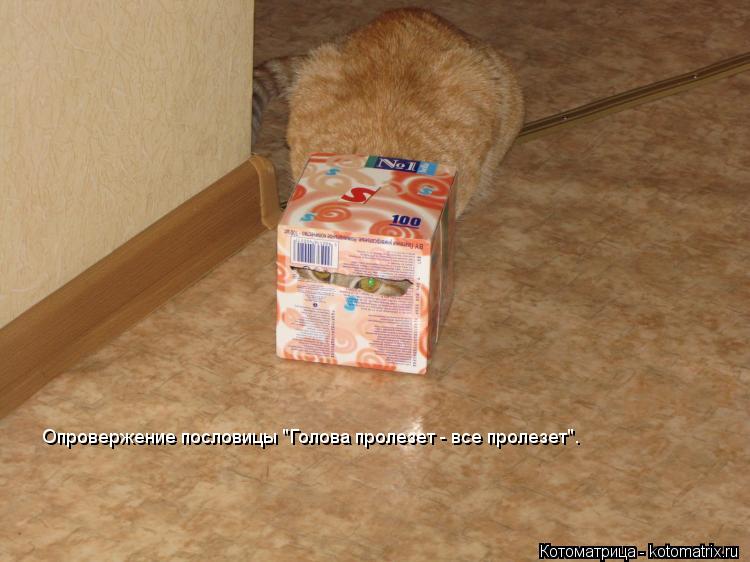 Опровержение пословицы "Голова пролезет - все пролезет".... Котоматрица: Опровержение пословицы "Голова пролезет - все пролезет".