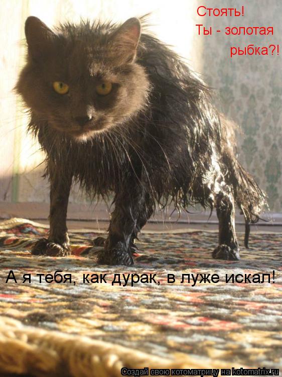Стоять! Ты - золотая рыбка?! А я тебя, как дурак, в луже искал!... Котоматрица: Стоять! Ты - золотая рыбка?! А я тебя, как дурак, в луже искал!