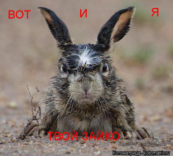 ВОТ И Я ТВОЙ ЗАЙКО... Котоматрица: ВОТ И Я ТВОЙ ЗАЙКО