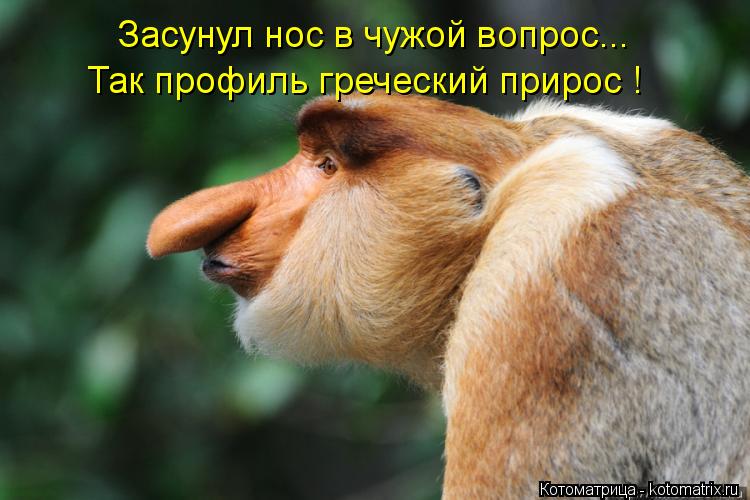 Засунул нос в чужой вопрос... Так профиль греческий прирос !... Котоматрица: Засунул нос в чужой вопрос... Так профиль греческий прирос !