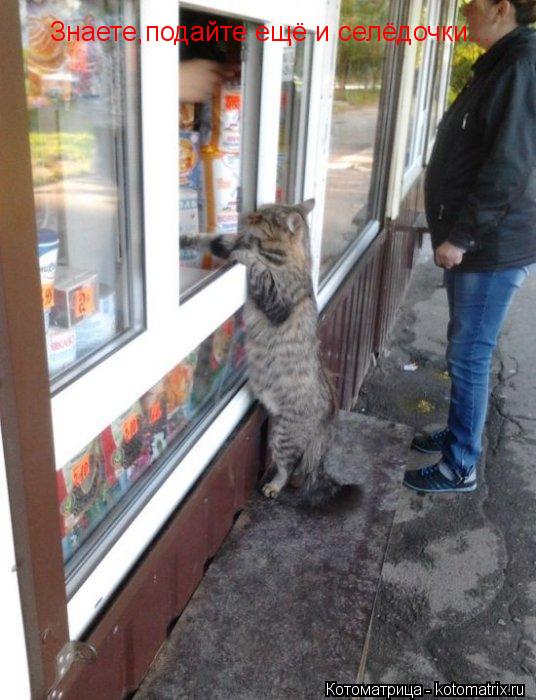 Знаете,подайте ещё и селёдочки...... Котоматрица: Знаете,подайте ещё и селёдочки...