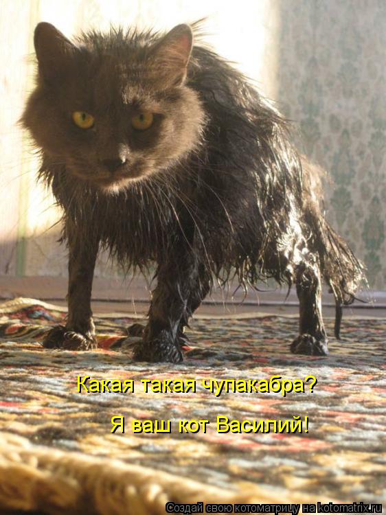 Я ваш кот Василий! Какая такая чупакабра?... Котоматрица: Я ваш кот Василий! Какая такая чупакабра?