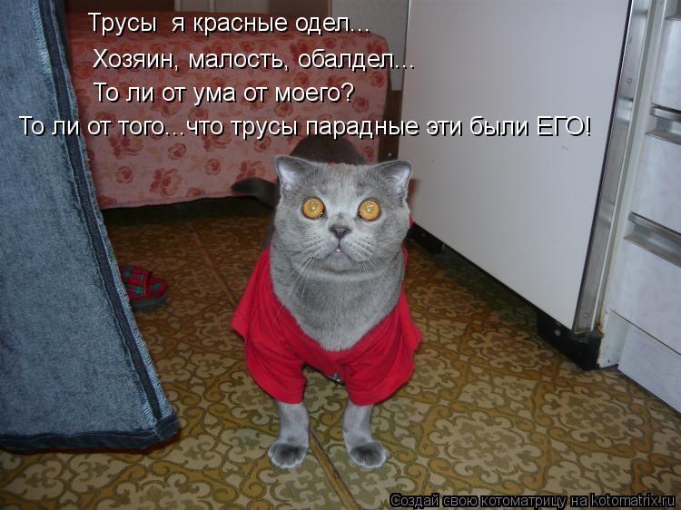 Трусы я красные одел... Хозяин, малость, обалдел... То ли от ума от моего? То ли от того...что трусы... Котоматрица: Трусы я красные одел... Хозяин, малость, обалдел... То ли от ума от моего? То ли от того...что трусы парадные эти были ЕГО!