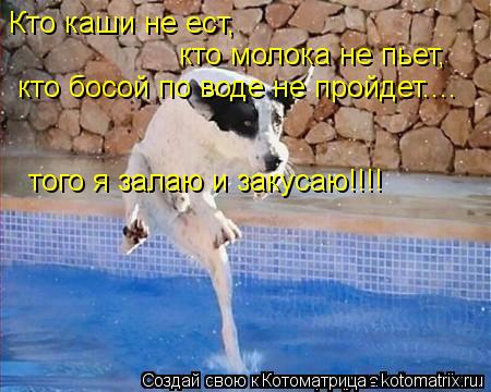 Кто каши не ест, кто молока не пьет, кто босой по воде не пройдет.... того я залаю и закусаю!!!!... Котоматрица: Кто каши не ест, кто молока не пьет, кто босой по воде не пройдет.... того я залаю и закусаю!!!!