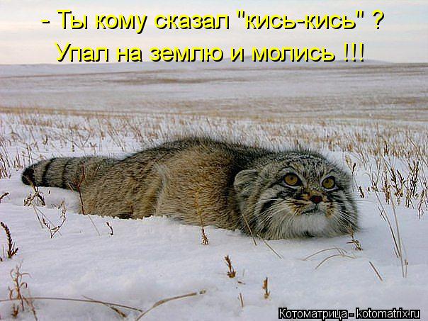 - Ты кому сказал "кись-кись" ? Упал на землю и молись !!!... Котоматрица: - Ты кому сказал "кись-кись" ? Упал на землю и молись !!!