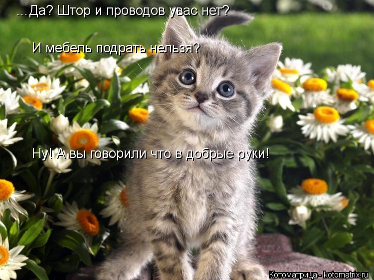 …Да? Штор и проводов увас нет? И мебель подрать нельзя? Ну! А вы говорили что в добрые руки!... Котоматрица: …Да? Штор и проводов увас нет? И мебель подрать нельзя? Ну! А вы говорили что в добрые руки!