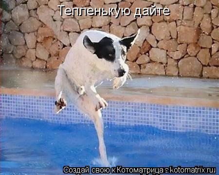 Тепленькую дайте... Котоматрица: Тепленькую дайте