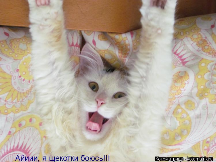 Айиии, я щекотки боюсь!!!... Котоматрица: Айиии, я щекотки боюсь!!!